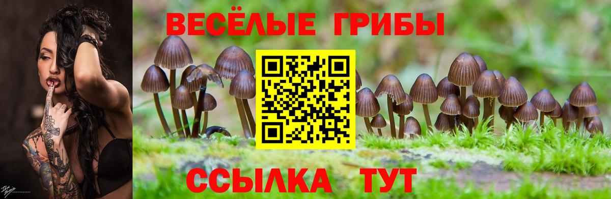 Псилоцибиновые грибы Psilocybe Кимовск