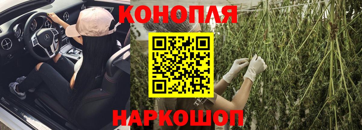 Каннабис сатива Кимовск